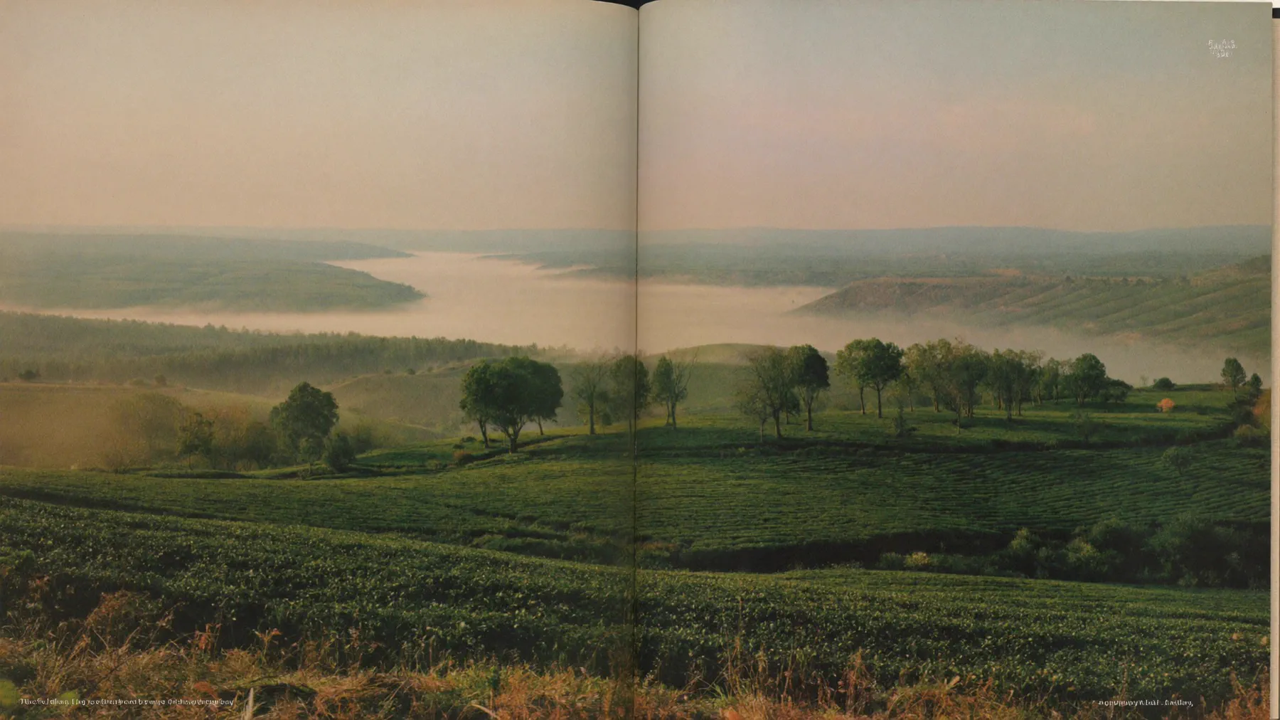 Tea-garden hills and the river dissolving into mist across the Assam landscape